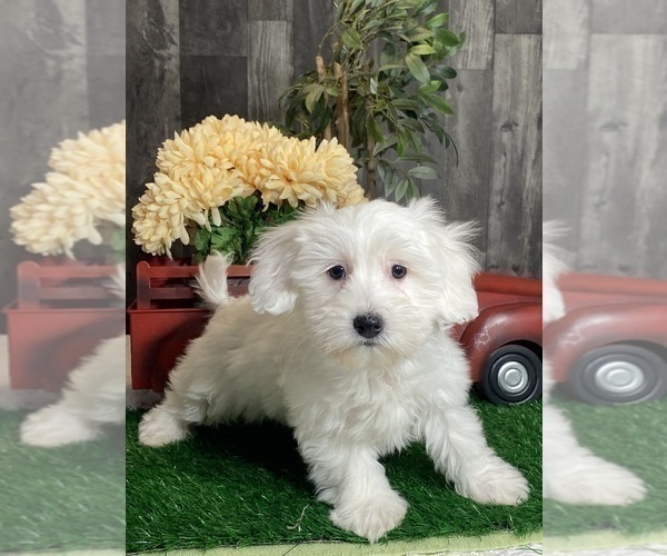 Medium Photo #1 Coton de Tulear Puppy For Sale in CANOGA, NY, USA