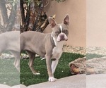 Small Photo #1 Faux Frenchbo Bulldog Puppy For Sale in LAS CRUCES, NM, USA