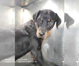 Rottweiler-Unknown Mix Dogs for adoption in San Antonio, TX, USA