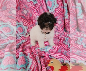 Poodle (Toy) Puppy for sale in WORCESTER, MA, USA