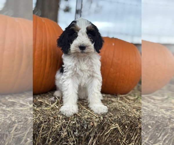 Medium Photo #2 Bernedoodle (Miniature) Puppy For Sale in LONGMONT, CO, USA