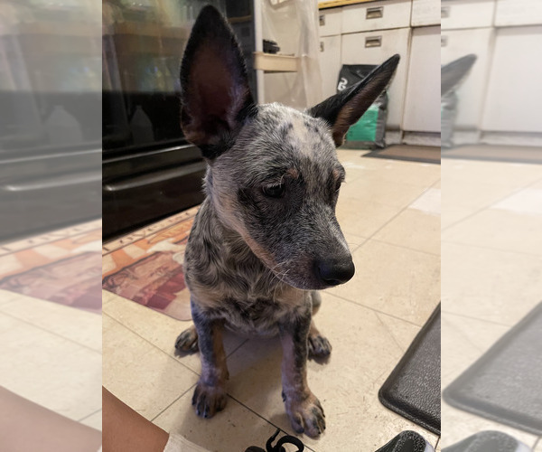 Medium Photo #9 Australian Cattle Dog Puppy For Sale in RIVERSIDE, CA, USA