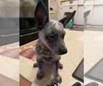 Small #8 Australian Cattle Dog