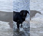 Small #1 Labrador Retriever