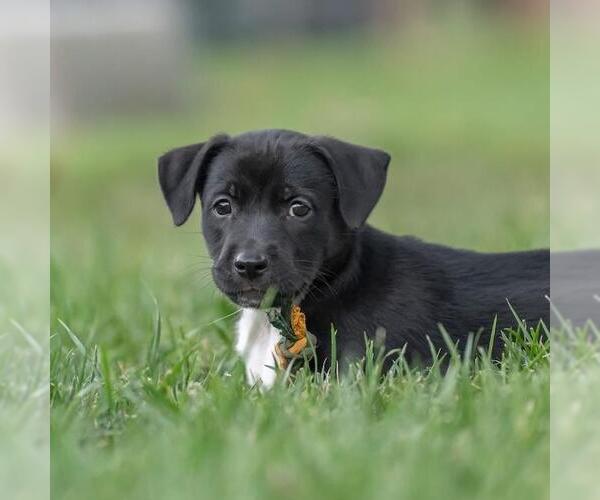 Medium Photo #3 Golden Retriever-Unknown Mix Puppy For Sale in San Diego, CA, USA