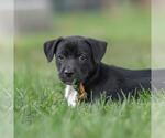 Small #2 Golden Retriever Mix