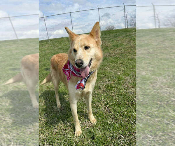 Medium Photo #3 Mutt Puppy For Sale in Abbeville, LA, USA