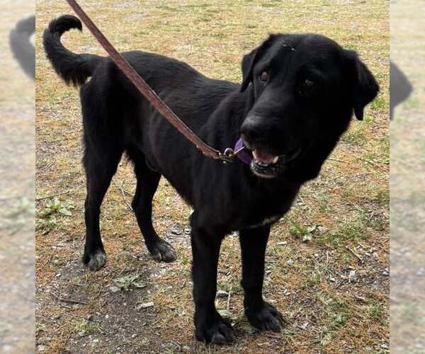 Medium Photo #1 Mutt Puppy For Sale in Rustburg, VA, USA