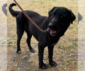 Mutt Dogs for adoption in Rustburg, VA, USA