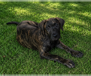 Presa Canario Puppy for sale in ANSON, ME, USA