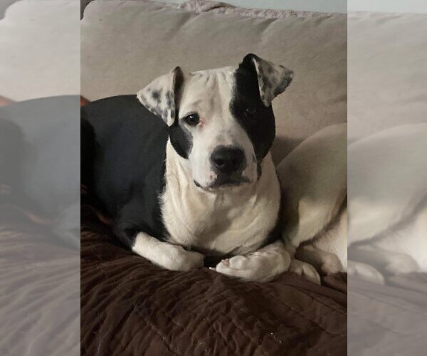 Medium Photo #2 American Pit Bull Terrier-Unknown Mix Puppy For Sale in New York, NY, USA