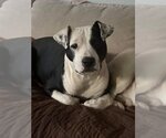 Small #1 American Pit Bull Terrier Mix