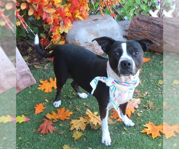 Medium Photo #1 Mutt Puppy For Sale in Oklahoma City, OK, USA