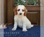 Small #2 Goldendoodle (Miniature)