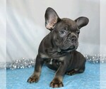 Small Photo #3 French Bulldog Puppy For Sale in FREDERICKSBG, OH, USA