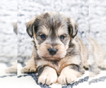 Small Photo #43 Schnauzer (Miniature) Puppy For Sale in SYRACUSE, IN, USA