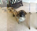 Small #7 Pekingese Mix