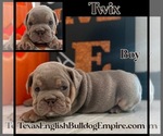 Small Photo #3 Bulldog Puppy For Sale in CYPRESS, TX, USA