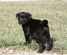 Boxador Puppy for sale in MOWRYSTOWN, OH, USA