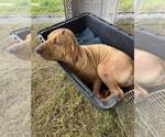 Small #11 Fila Brasileiro