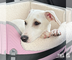 Small #5 Labrador Retriever Mix