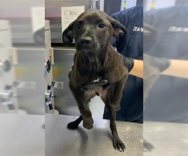 Medium Photo #1 Labrador Retriever-Unknown Mix Puppy For Sale in Visalia, CA, USA