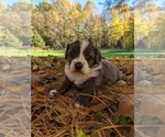 Puppy 2 Miniature Bernedoodle