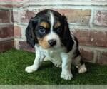 Small #5 Cavalier King Charles Spaniel