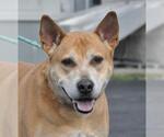 Small #2 Labrador Retriever Mix