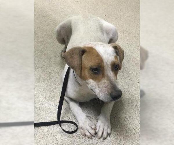 Medium Photo #1 Mutt Puppy For Sale in Riverside, CA, USA