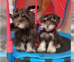 Schnauzer (Miniature) Dog for Adoption in VISALIA, California USA