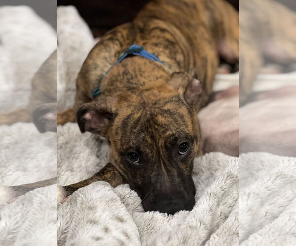 Medium Photo #14 Boxer-Whippet Mix Puppy For Sale in Belleuve, NE, USA