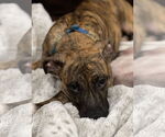 Small #13 Boxer-Whippet Mix