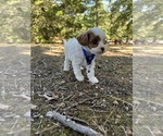 Small #8 Cavapoo