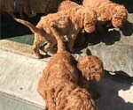 Small Photo #11 Poodle (Standard) Puppy For Sale in JOPLIN, MO, USA