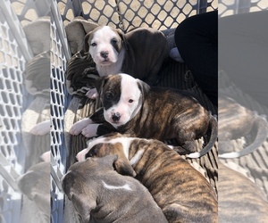American Staffordshire Terrier Puppy for sale in EAST PEORIA, IL, USA