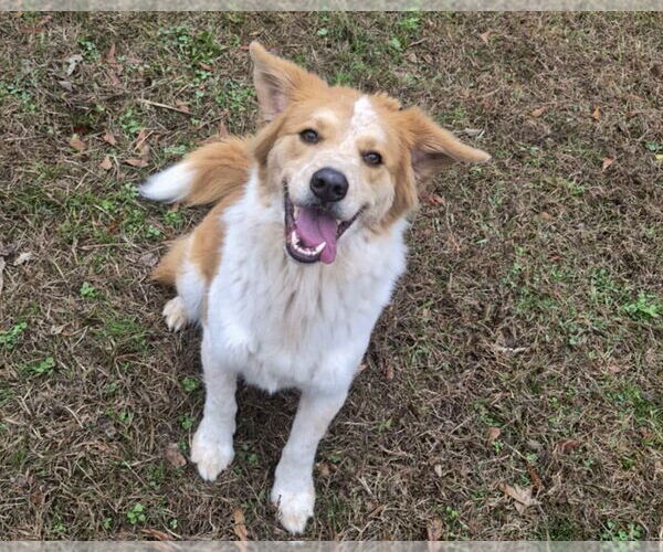 Medium Photo #7 Australian Shepherd-English Shepherd Mix Puppy For Sale in Anniston, AL, USA