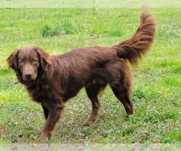 Medium Photo #5 Australian Shepherd-Chocolate Labrador retriever Mix Puppy For Sale in Cookeville, TN, USA