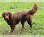 Small #4 Australian Shepherd-Chocolate Labrador retriever Mix