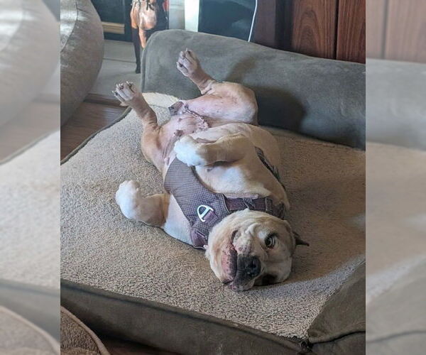 Medium Photo #5 Mutt Puppy For Sale in Bellevue, WA, USA