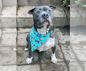 American Pit Bull Terrier-Unknown Mix Dogs for adoption in Redlands, CA, USA
