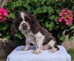 Small #3 Cocker Spaniel
