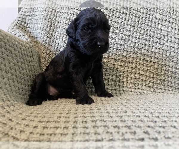 Medium Photo #3 Saint Berdoodle Puppy For Sale in ELK RIVER, MN, USA