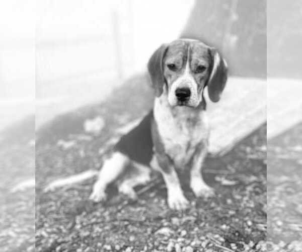 Medium Photo #3 Beagle Puppy For Sale in Dunnellon, FL, USA