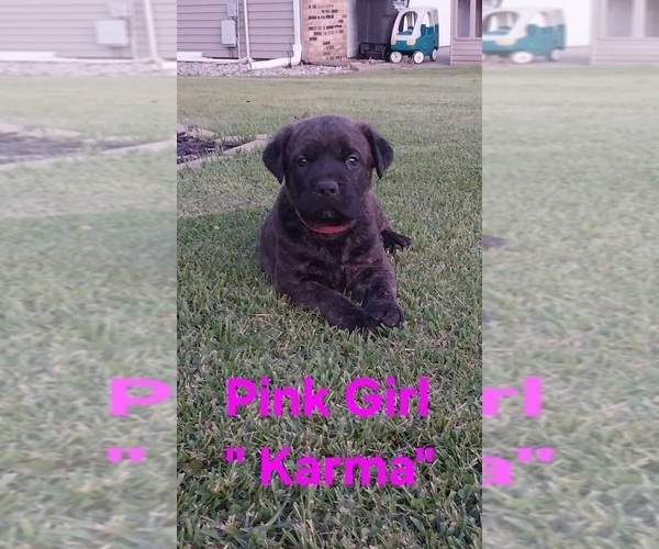 Medium Photo #14 Cane Corso Puppy For Sale in DANVILLE, IL, USA