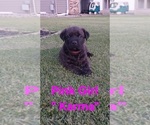 Small #13 Cane Corso