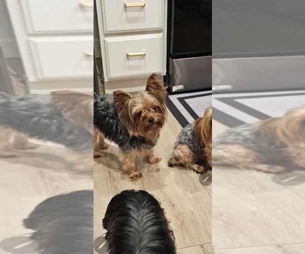 Medium Photo #1 Yorkshire Terrier Puppy For Sale in SALEM, OR, USA