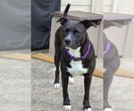 Small Photo #37 American Staffordshire Terrier-Unknown Mix Puppy For Sale in Rosenberg, TX, USA