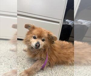 Pomeranian Dogs for adoption in Fremont, CA, USA