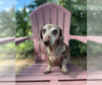 Small #3 Dachshund